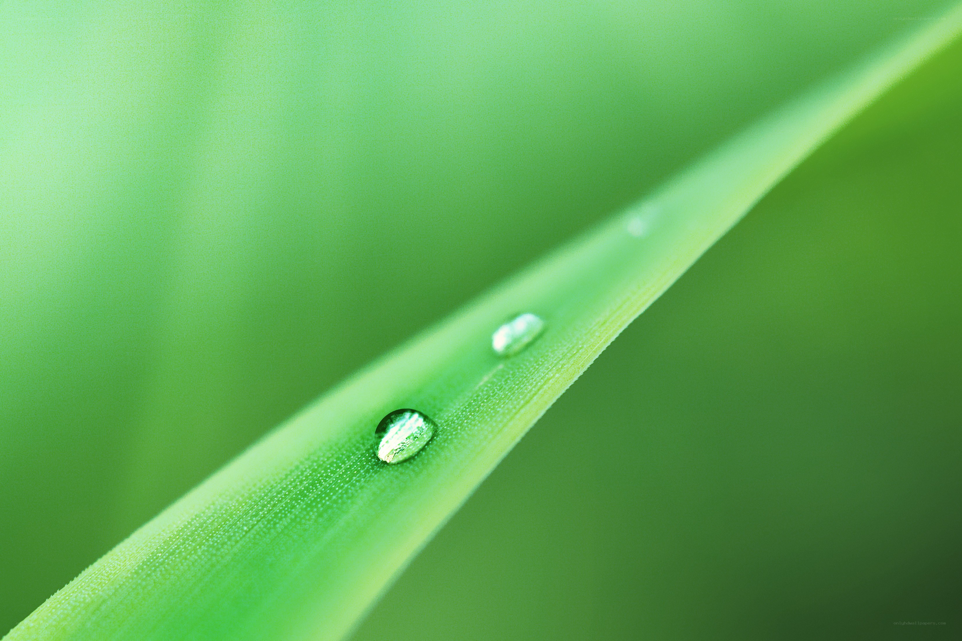 Dew drops on a green leaf