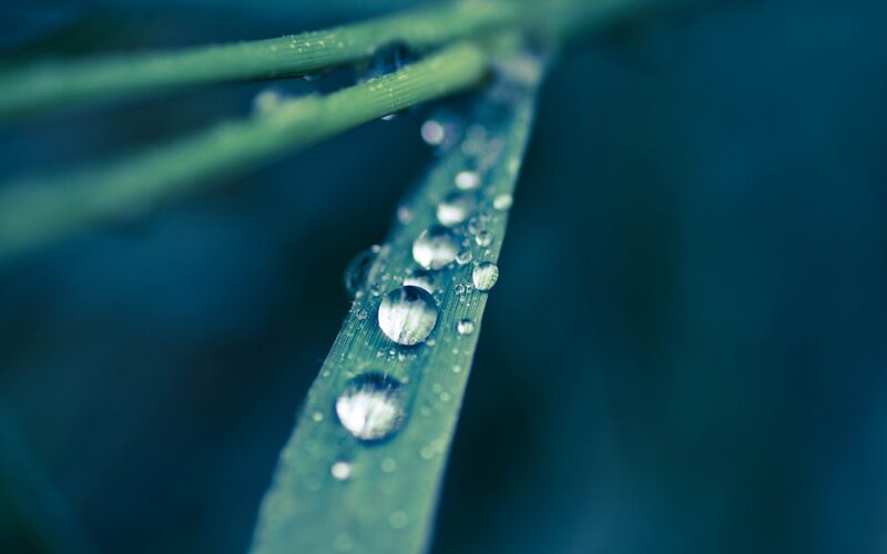 Dew drops on a green leaf