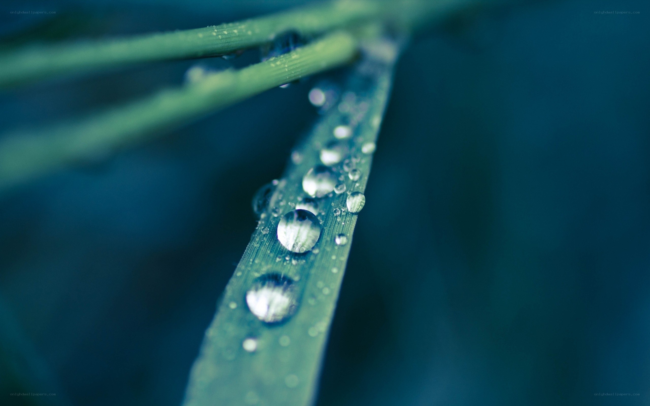 Dew drops on a green leaf