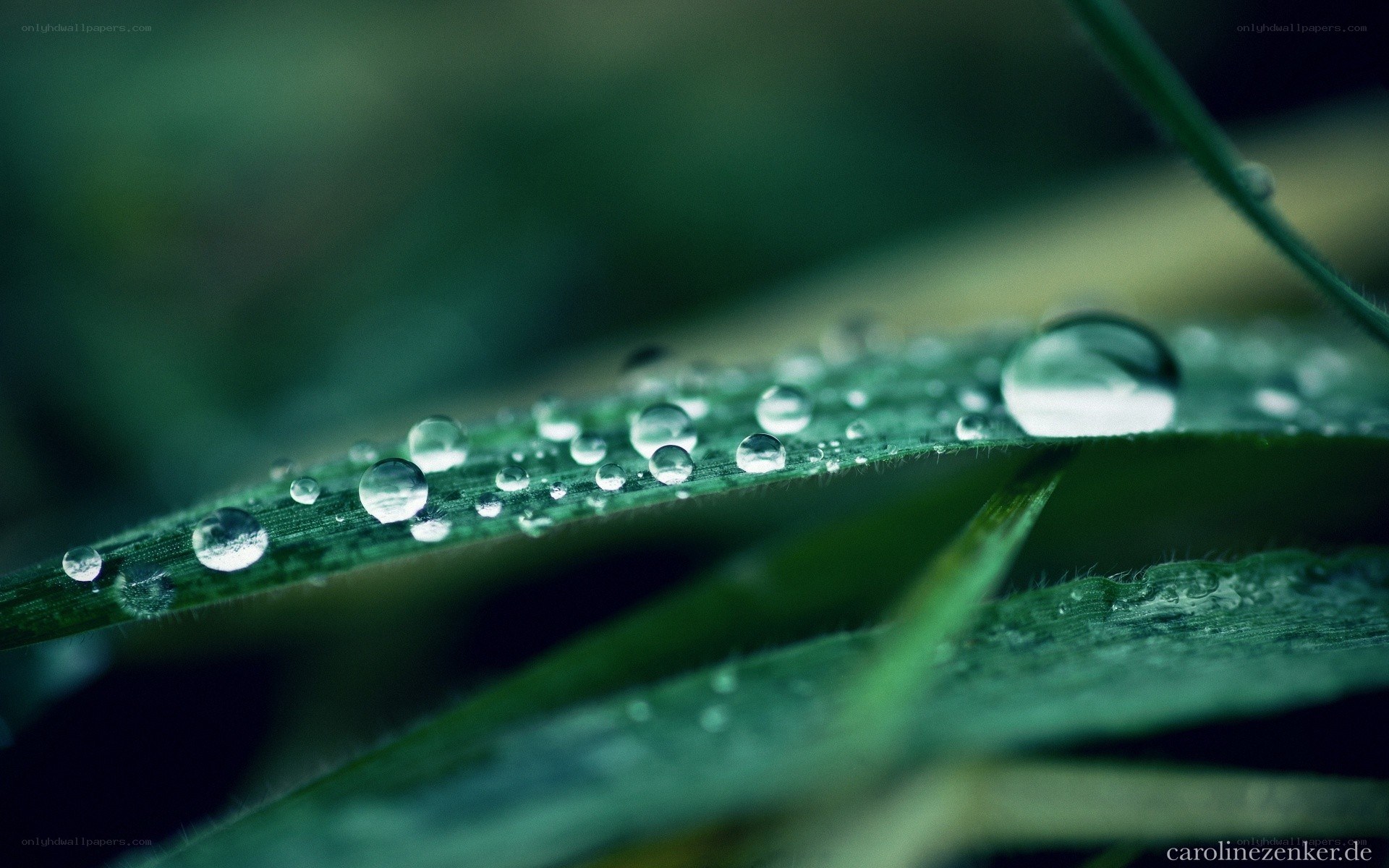 Dew drops on a green leaf
