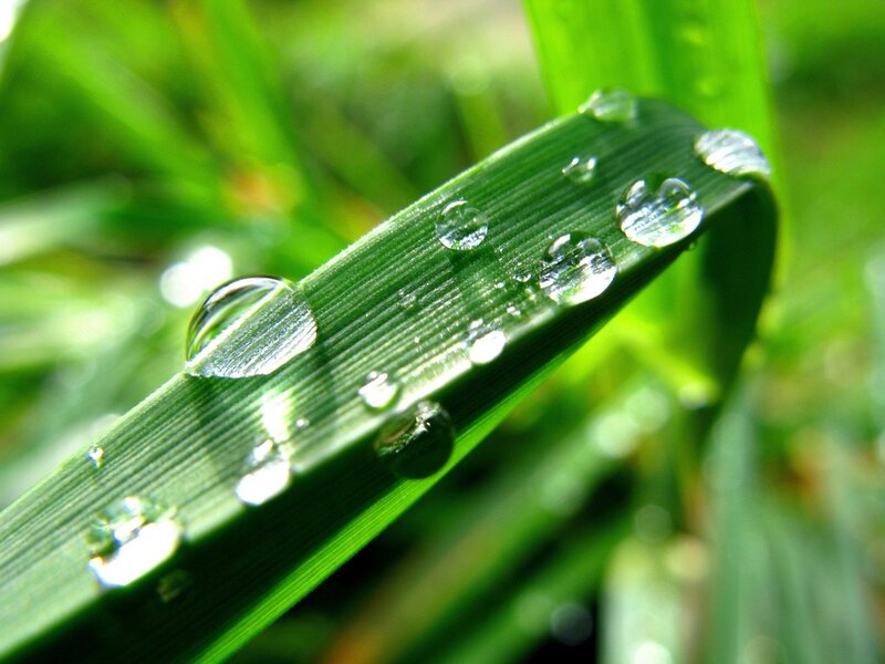 Dew drops on a green leaf