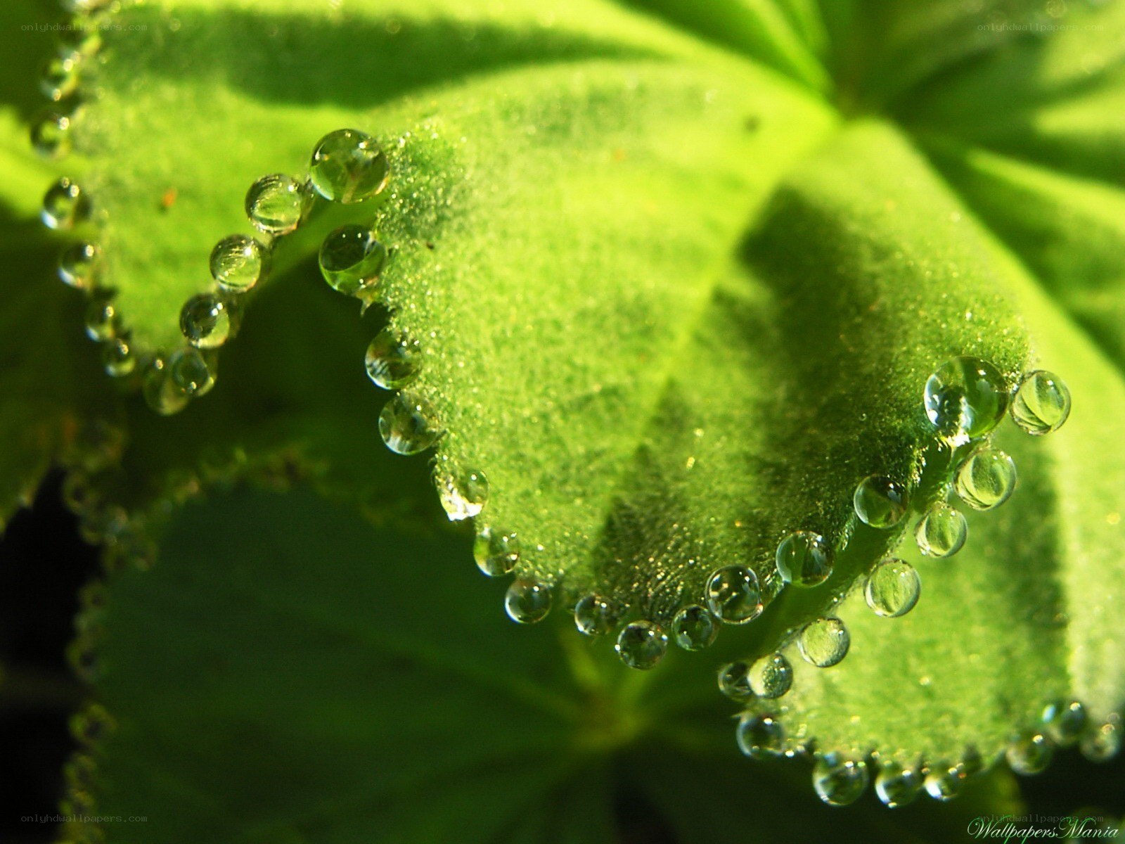 Dew drops on a green leaf