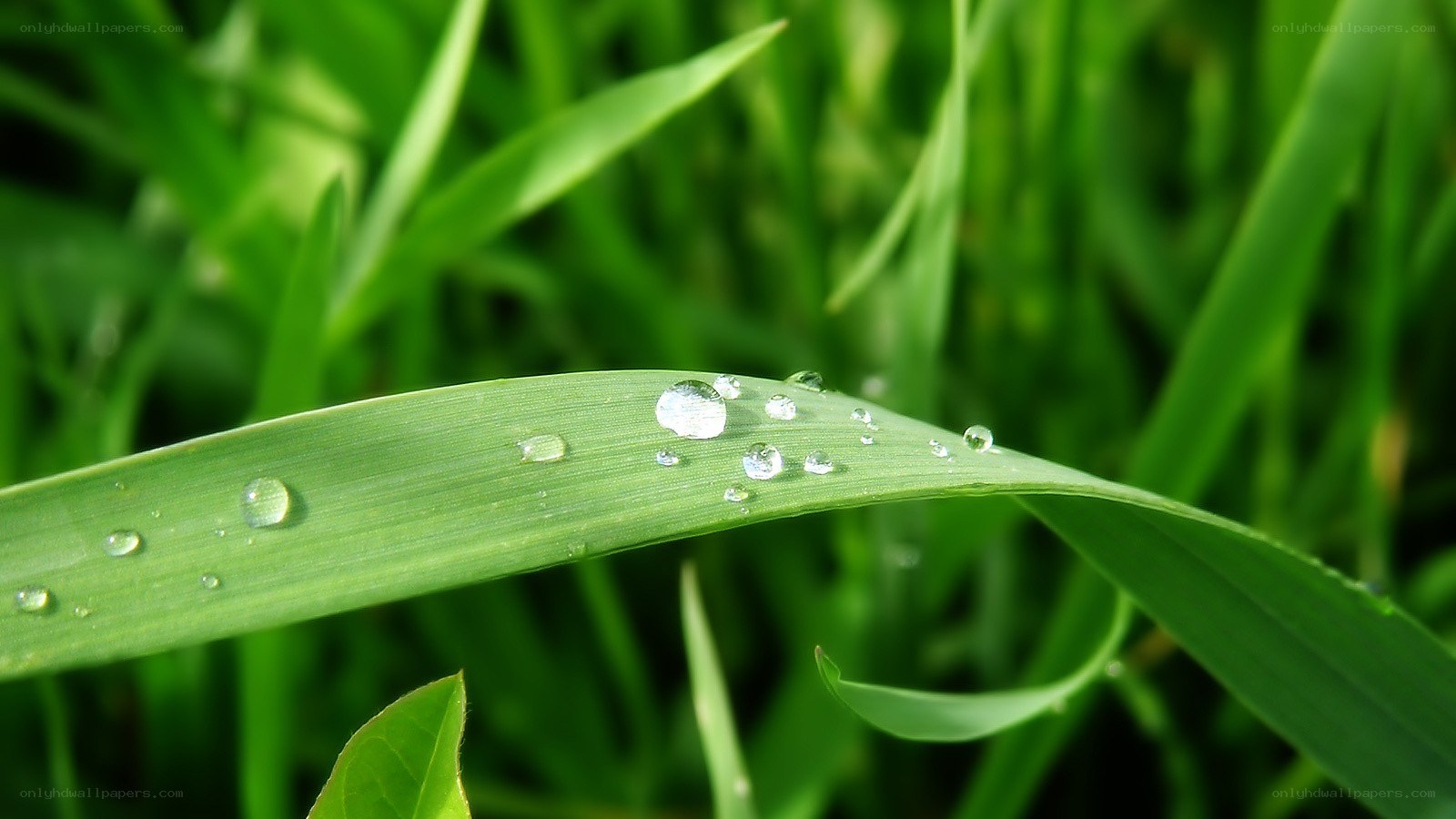 Dew drops on a green leaf
