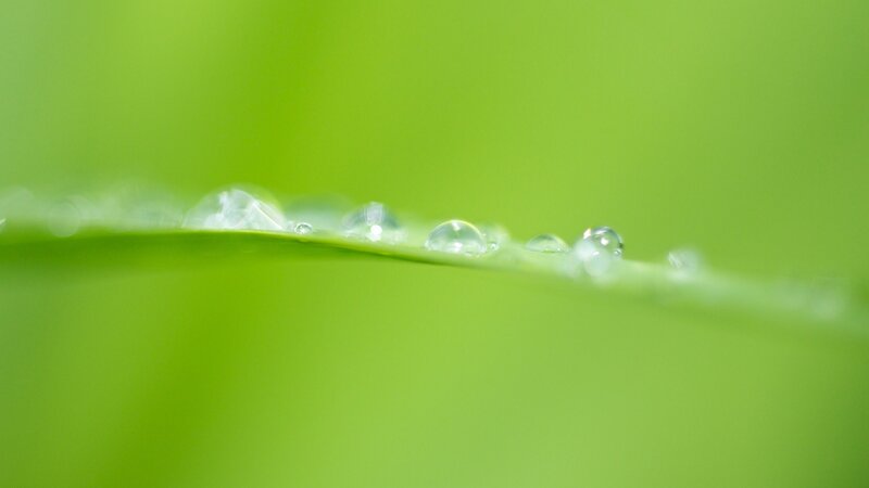 Dew drops on a green leaf