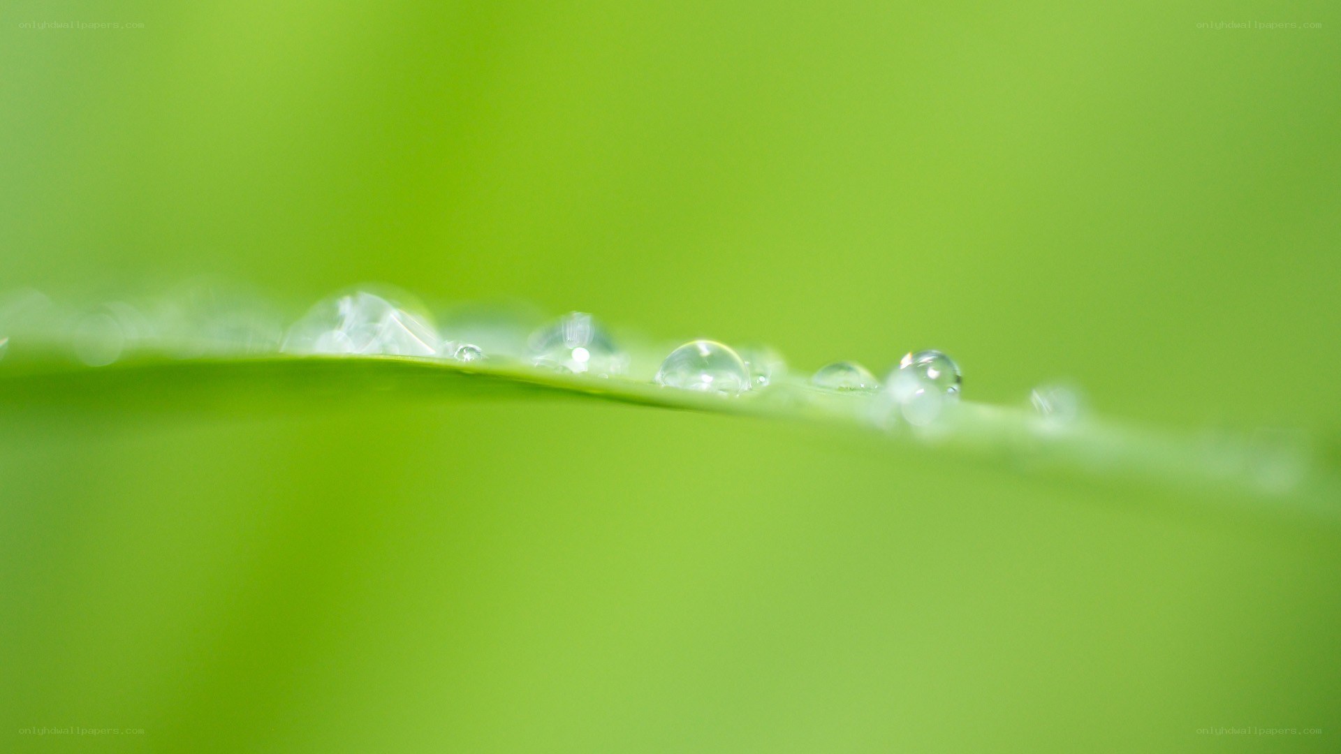 Dew drops on a green leaf