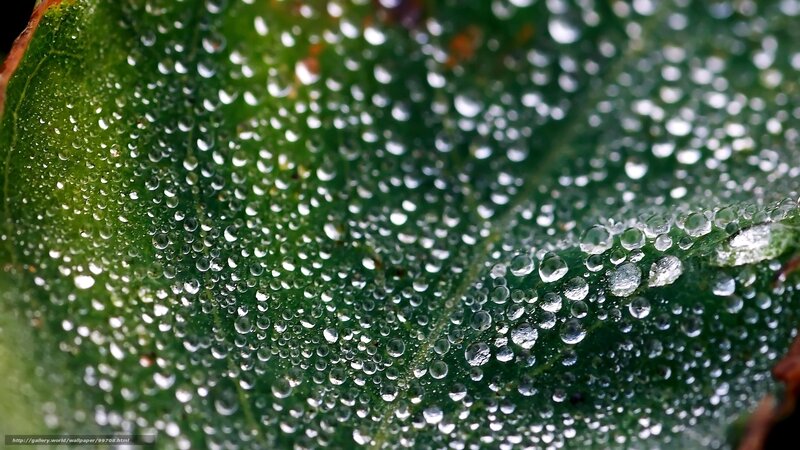 Dew drops on a green leaf