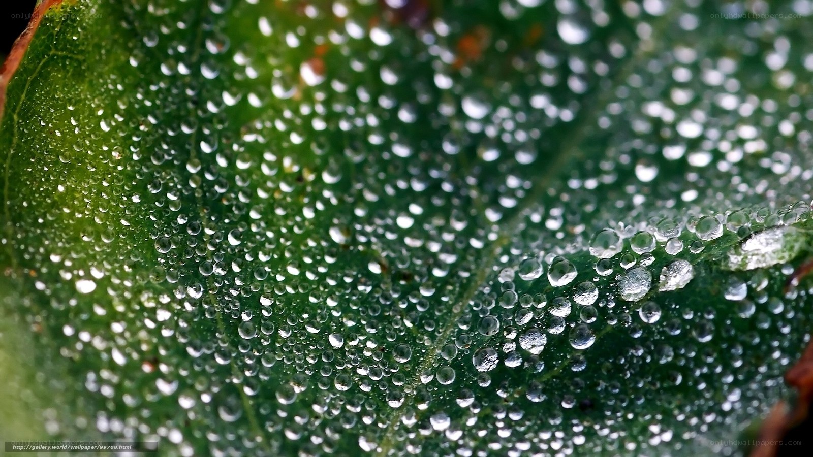 Dew drops on a green leaf