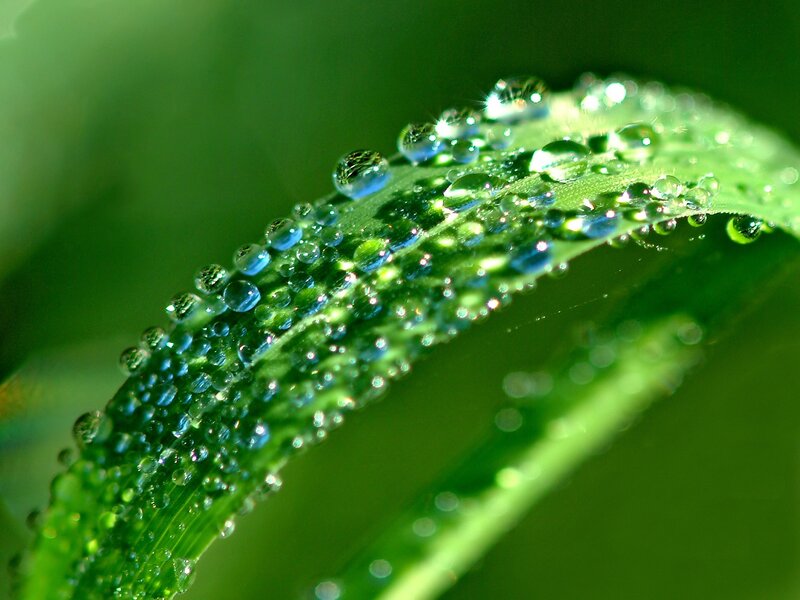 Dew drops on a green leaf