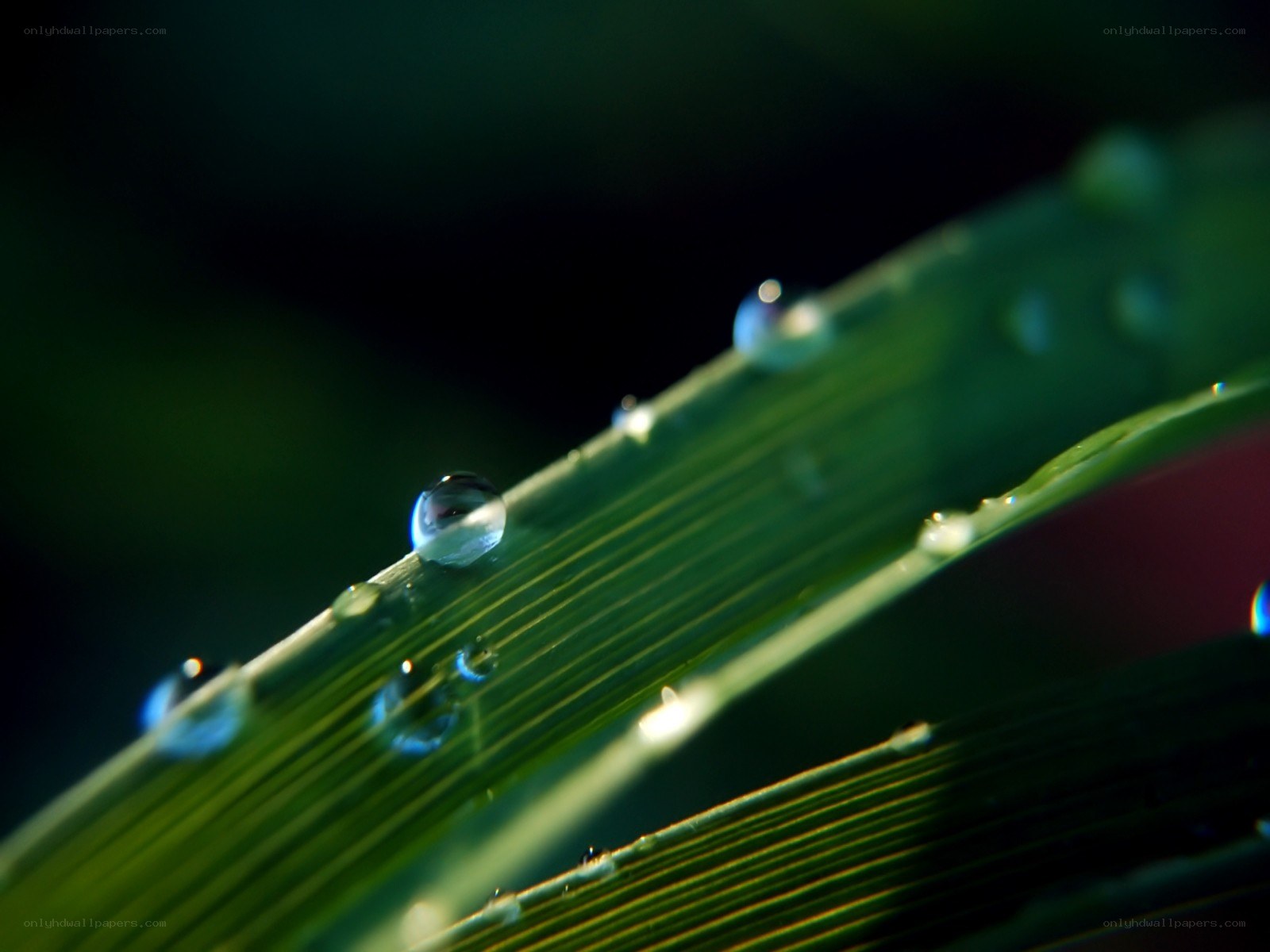 Dew drops on a green leaf