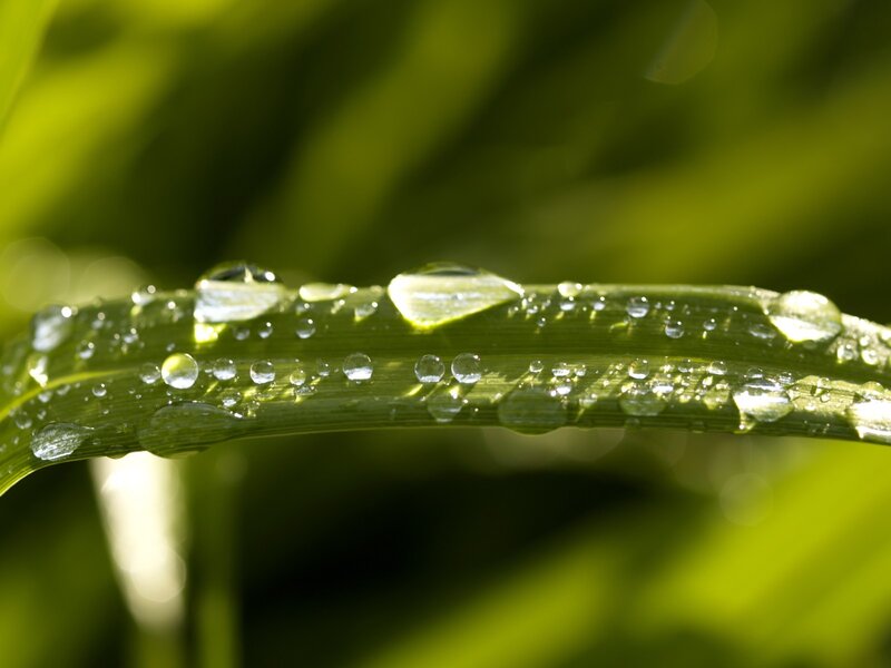 Dew drops on a green leaf