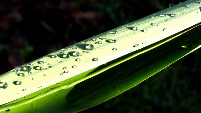Dew drops on a green leaf