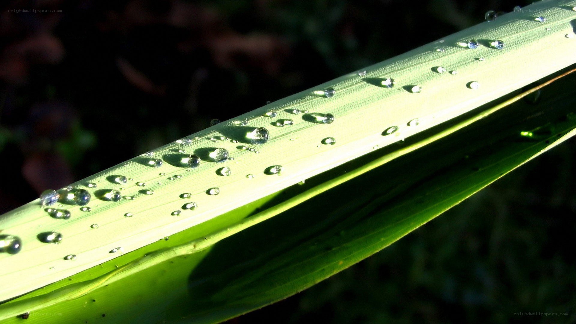 Dew drops on a green leaf