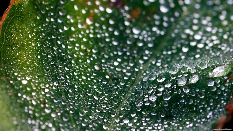 Dew drops on a green leaf