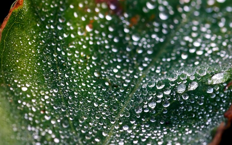 Dew drops on a green leaf