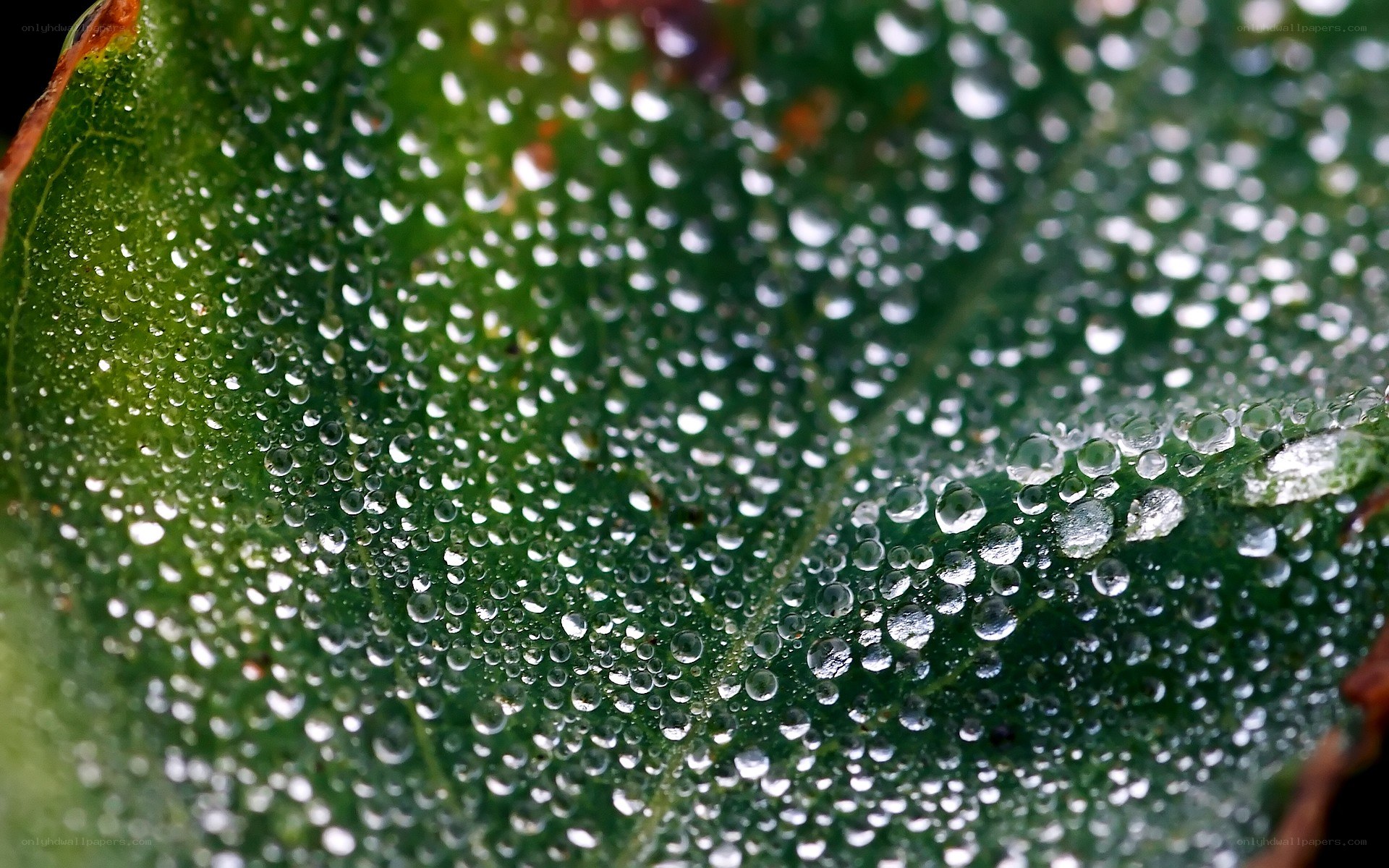 Dew drops on a green leaf