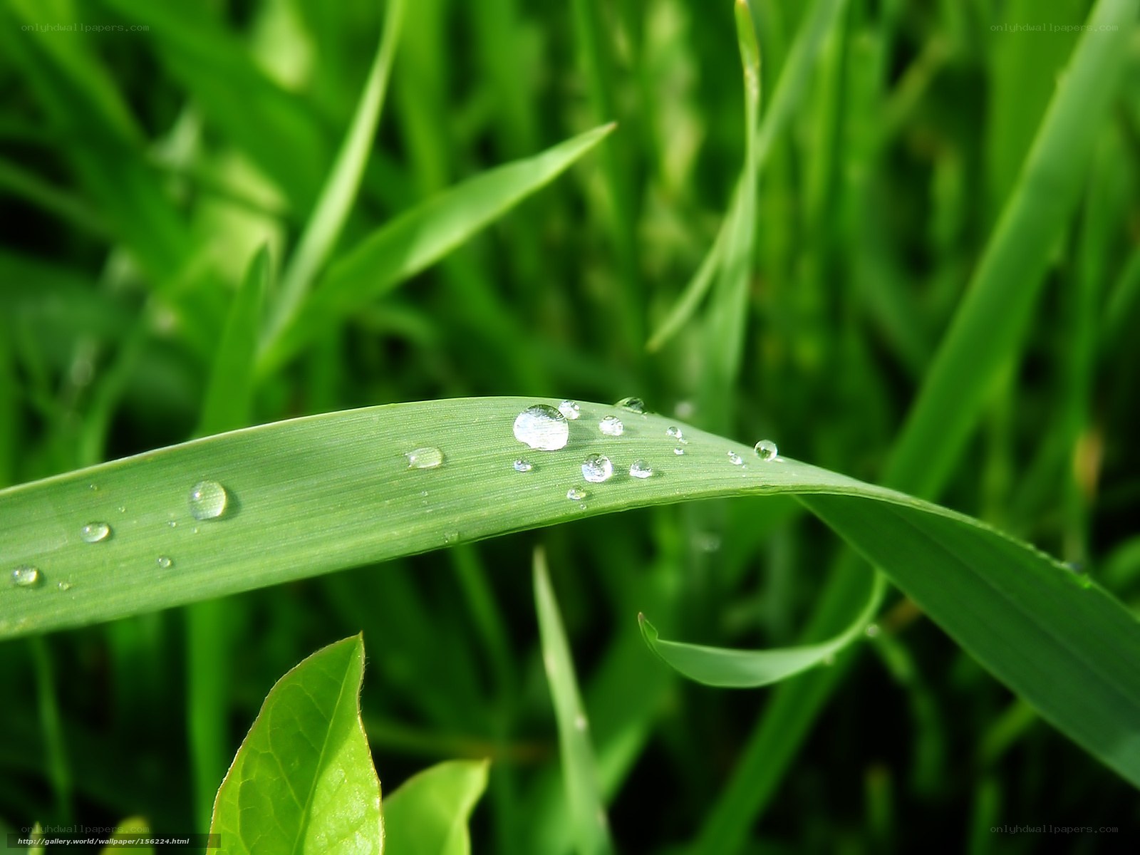 Dew drops on a green leaf