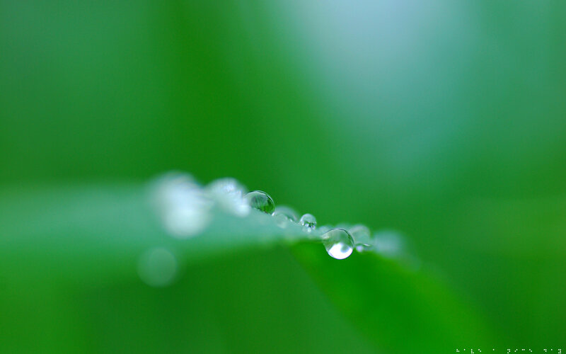 Dew drops on a green leaf