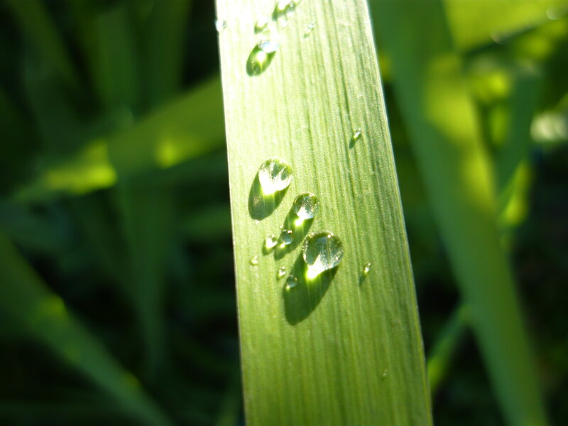 Dew drops on a green leaf