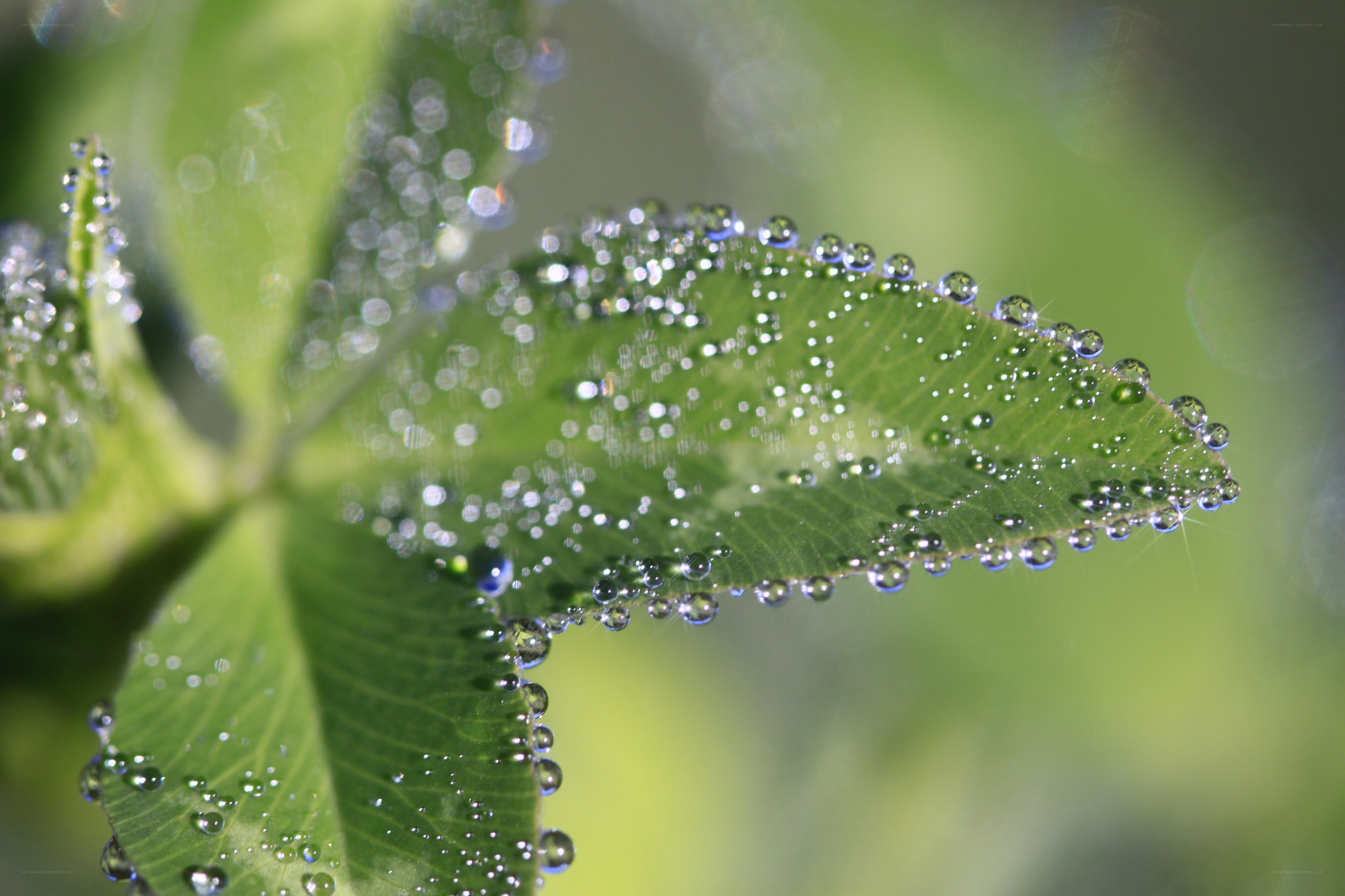 Dew drops on a green leaf