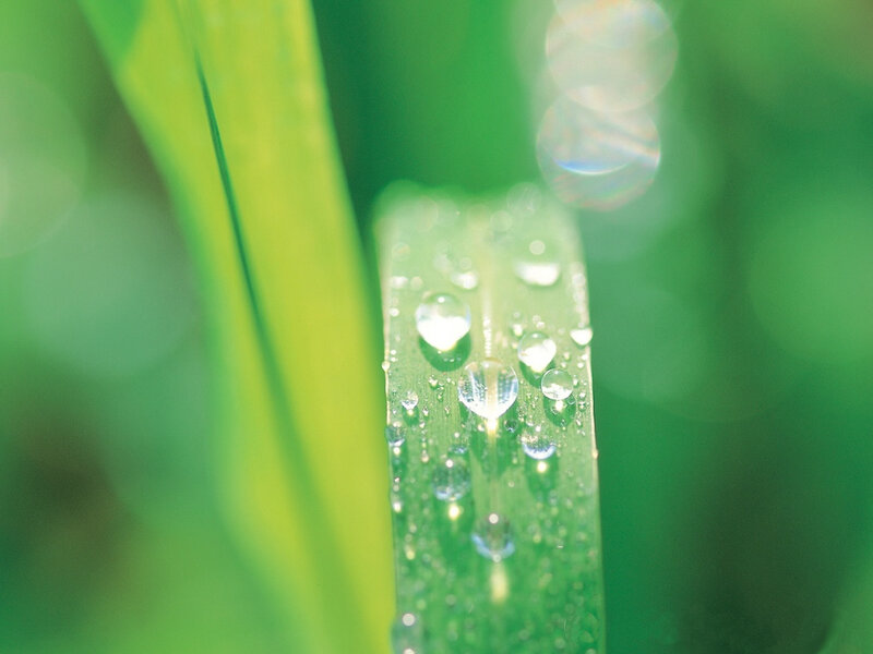 Dew drops on a green leaf