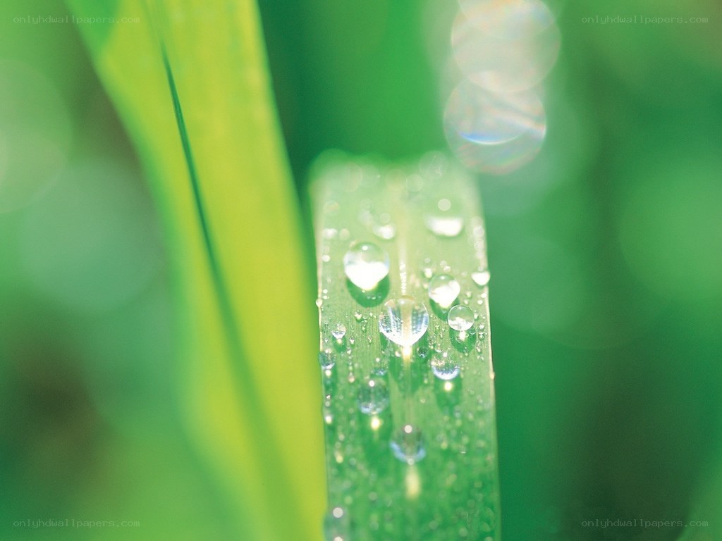 Dew drops on a green leaf