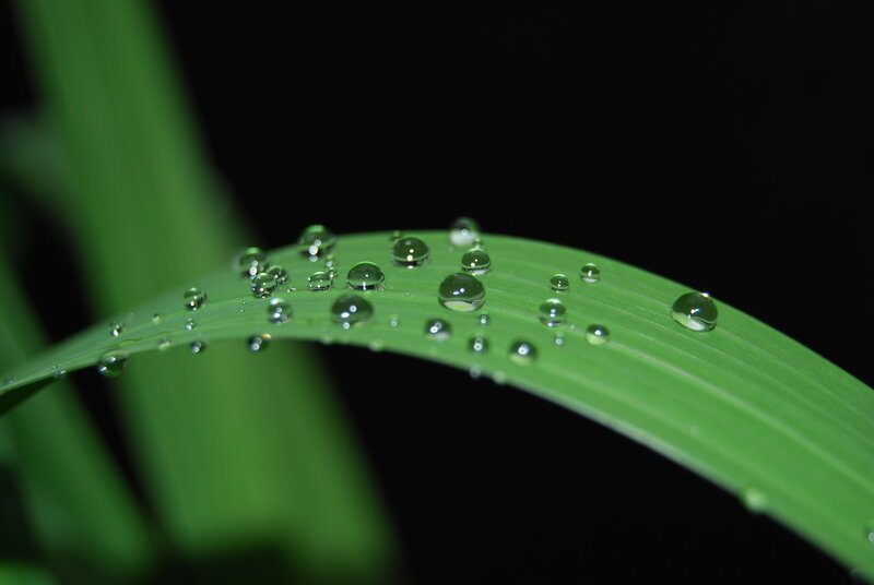 Dew drops on a green leaf