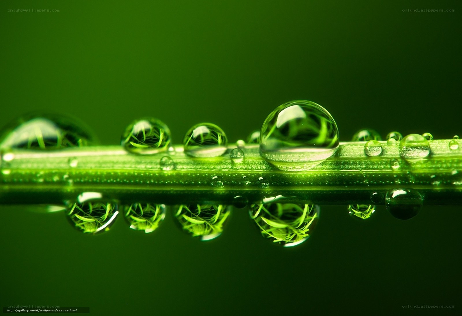 Dew drops on a green leaf