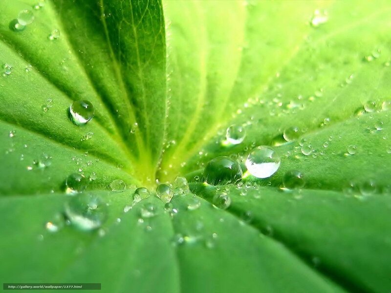 Dew drops on a green leaf