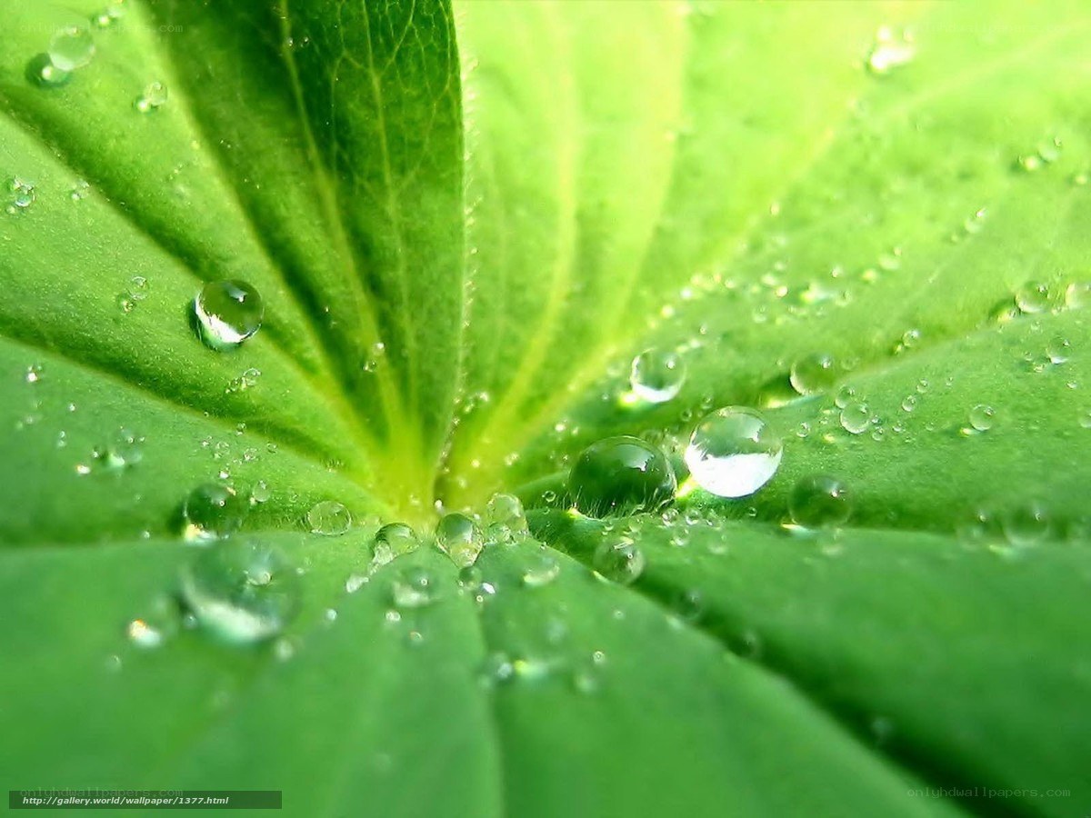 Dew drops on a green leaf