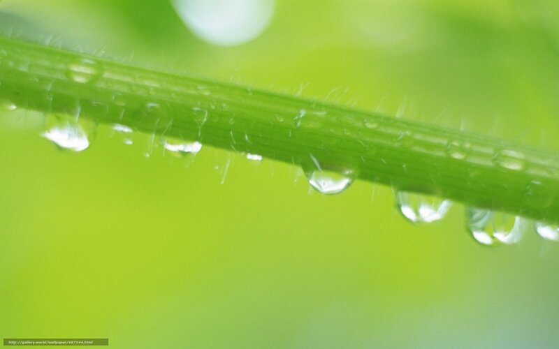 Dew drops on a green stem