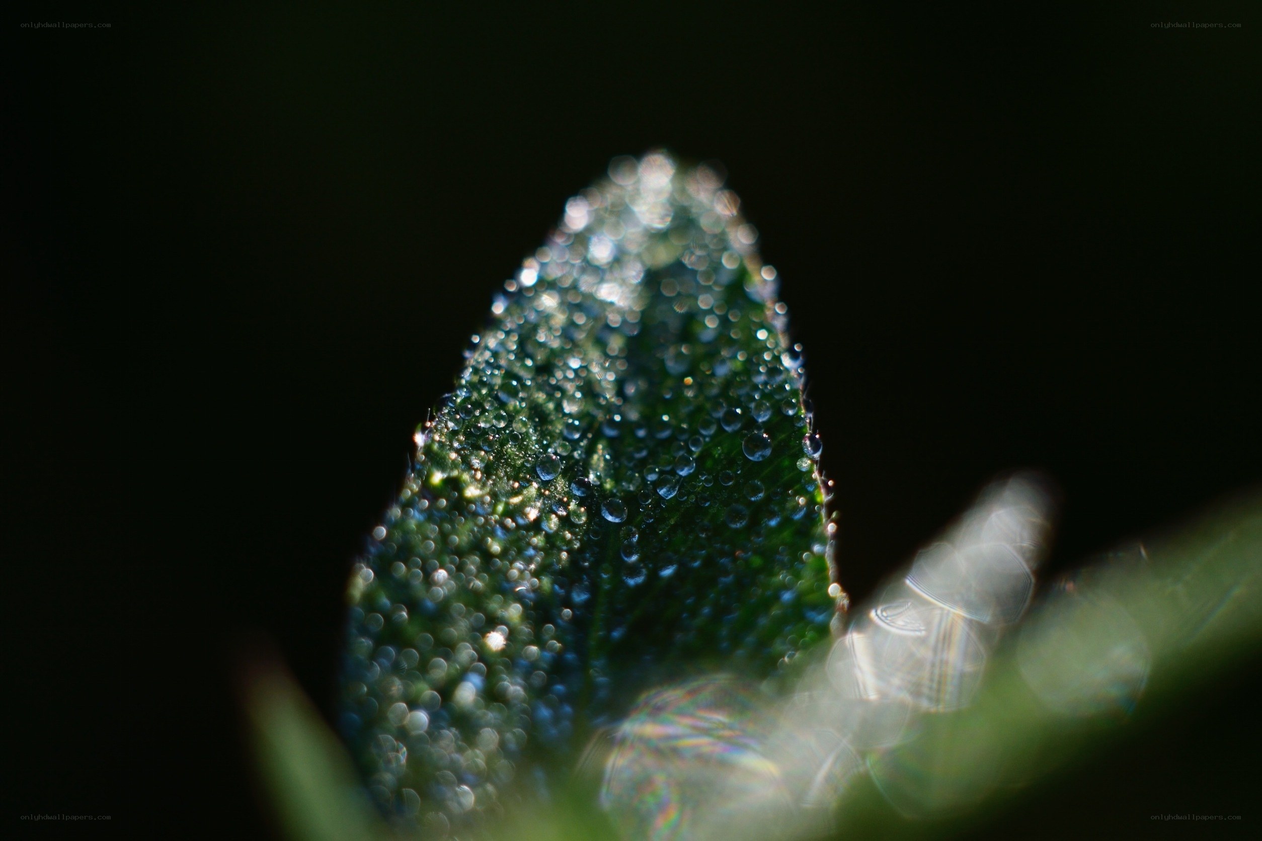 Dew drops on a leaf