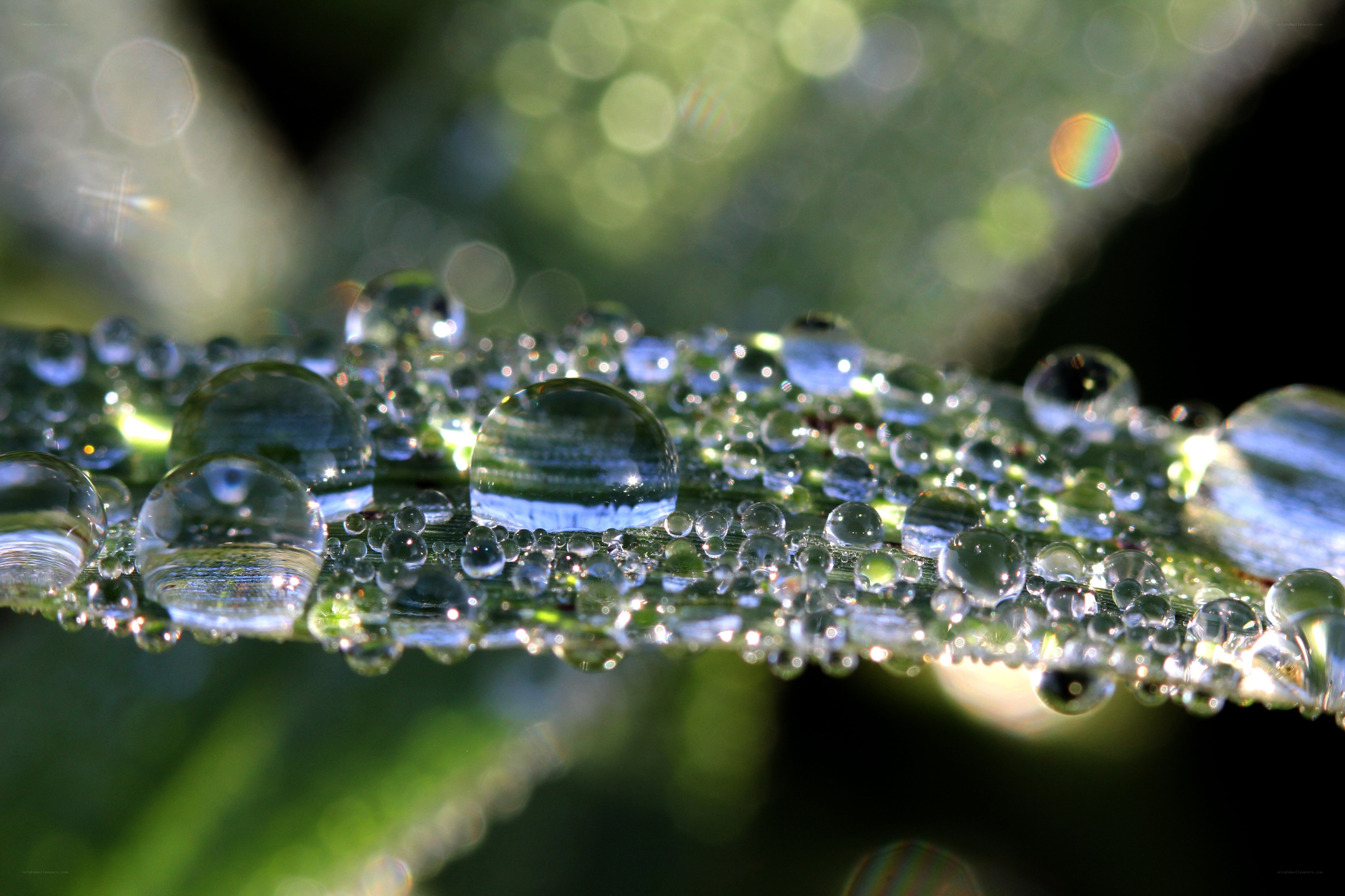 Dew drops on a leaf