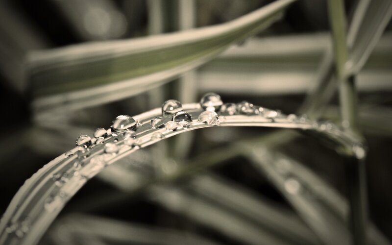 Dew drops on a leaf
