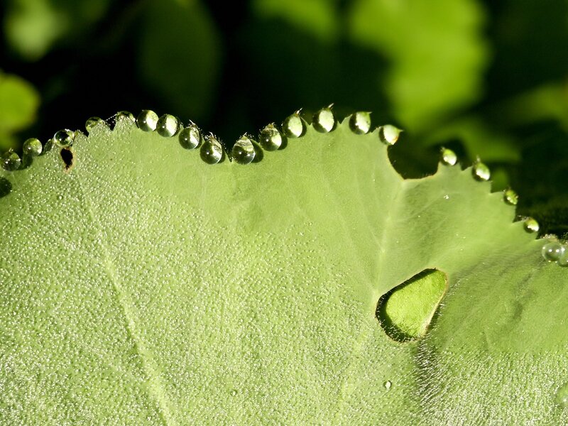 Dew drops on a leaf