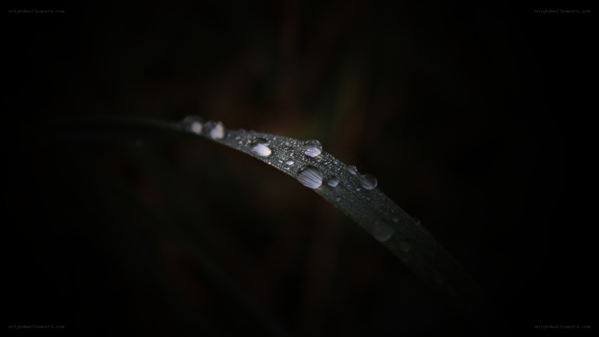 Dew drops on a leaf