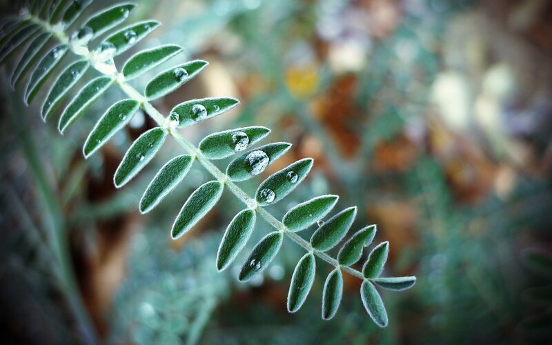 Dew drops on a leaf