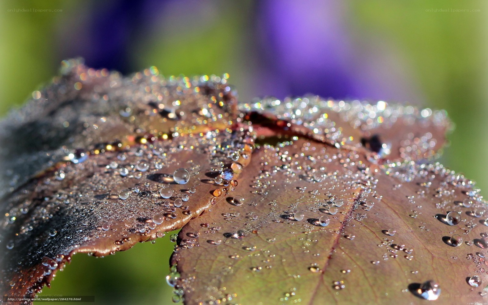 Dew drops on a leaf