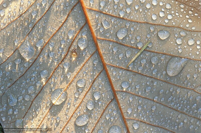 Dew drops on a leaf