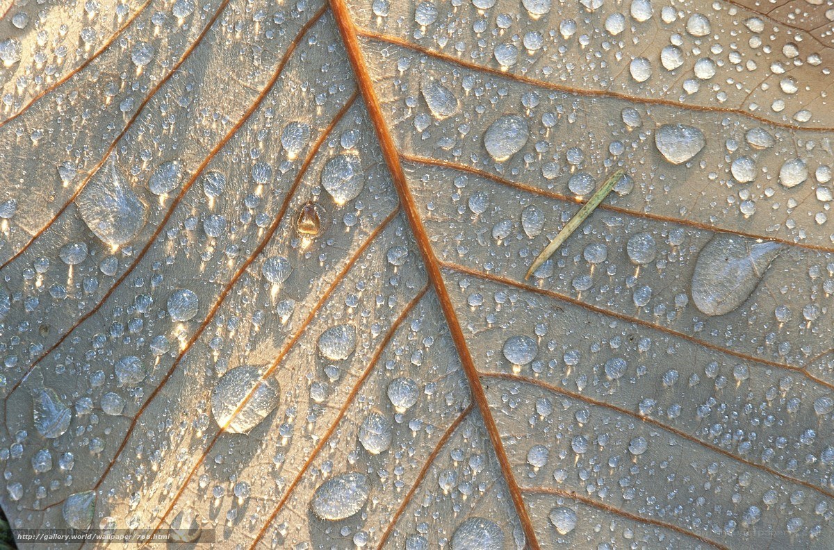 Dew drops on a leaf