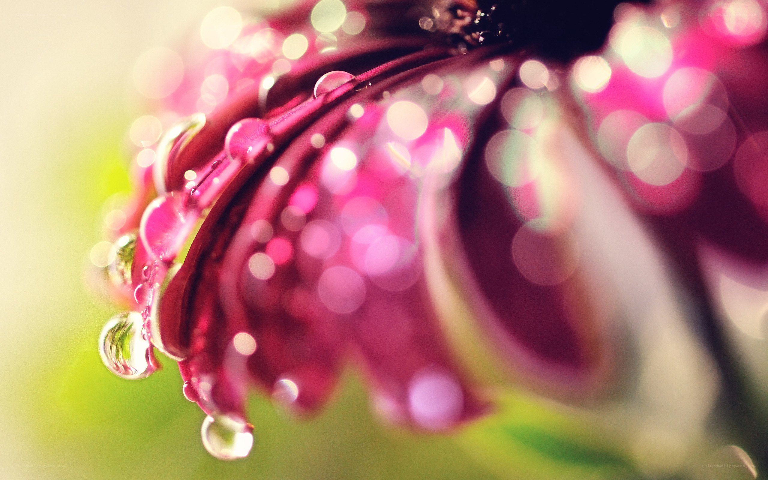 dew drops on a pink flower