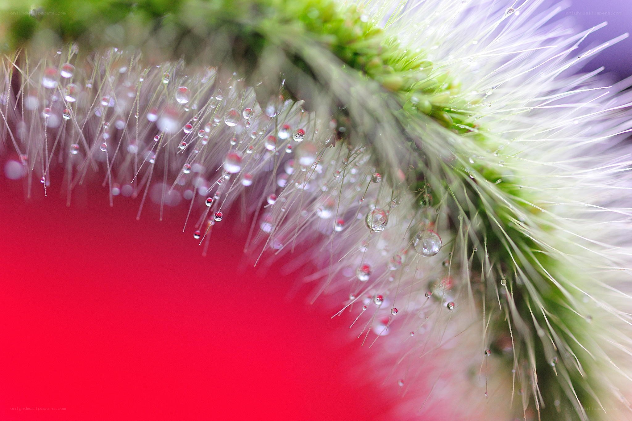 Dew drops on a plant