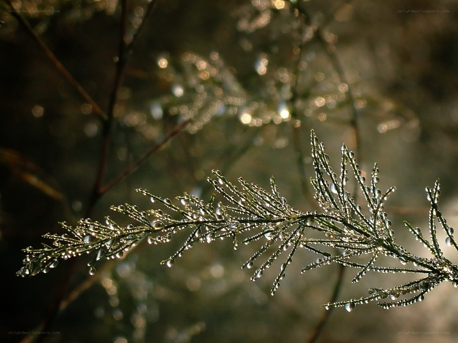 Dew drops on a plant branch