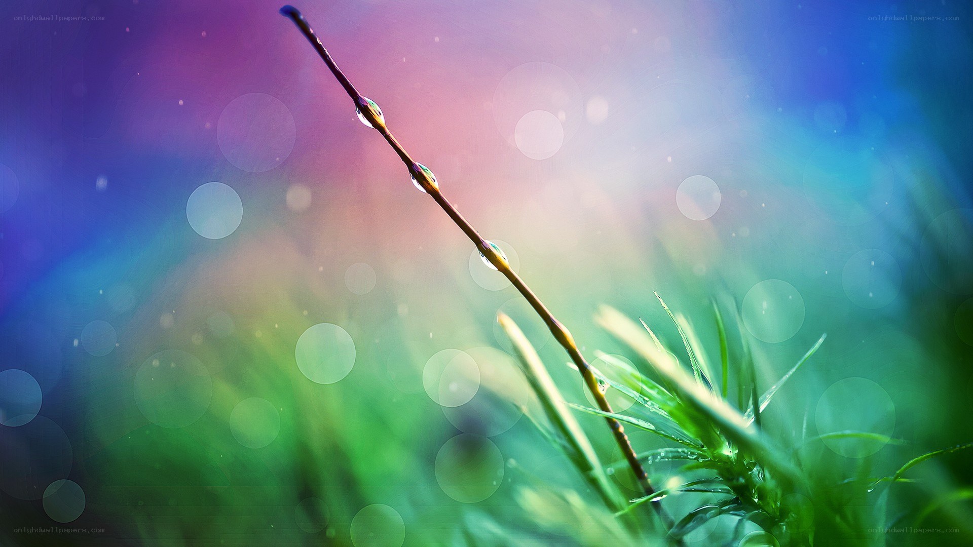 Dew drops on a plant stem