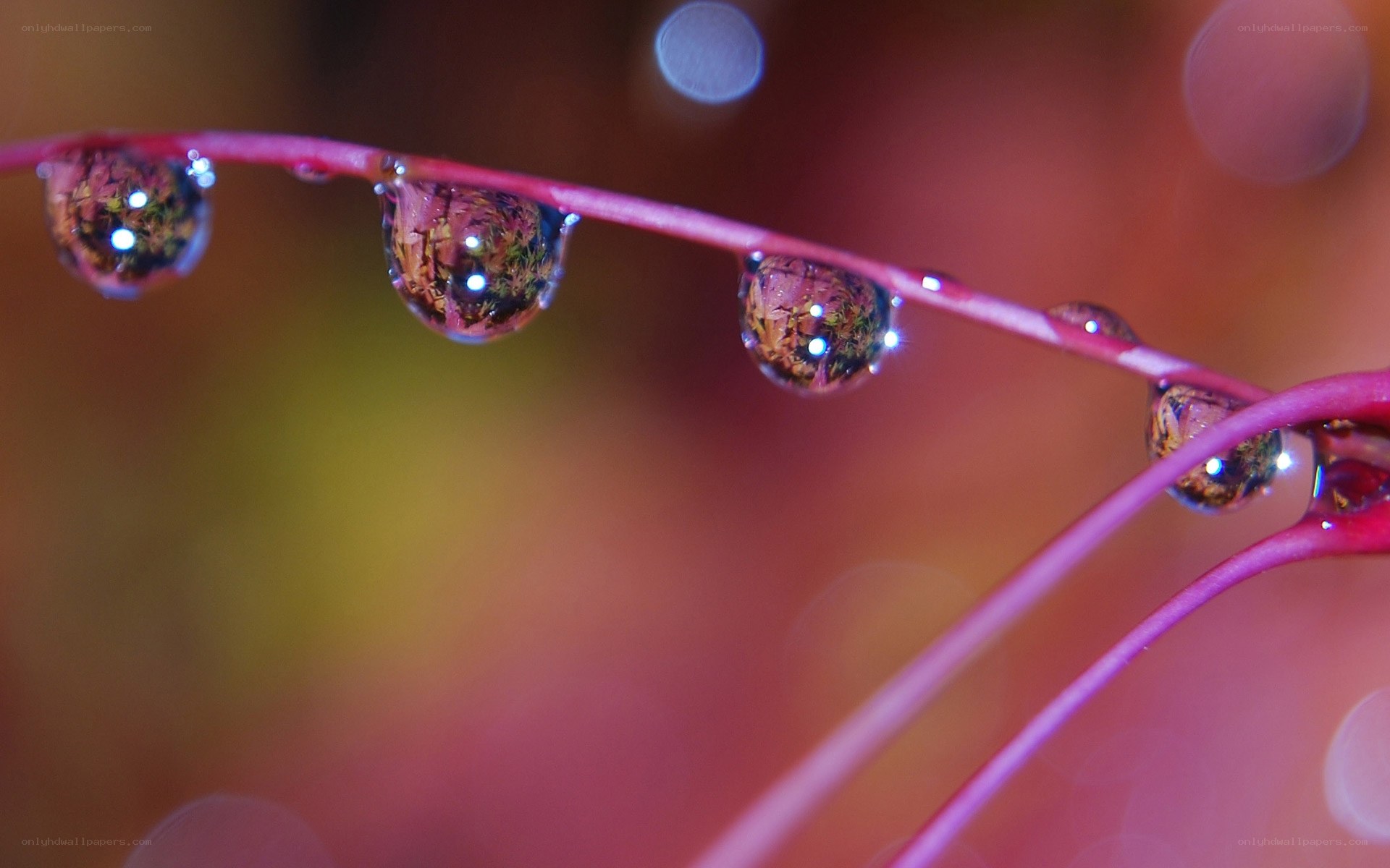 Dew drops on a plant stem