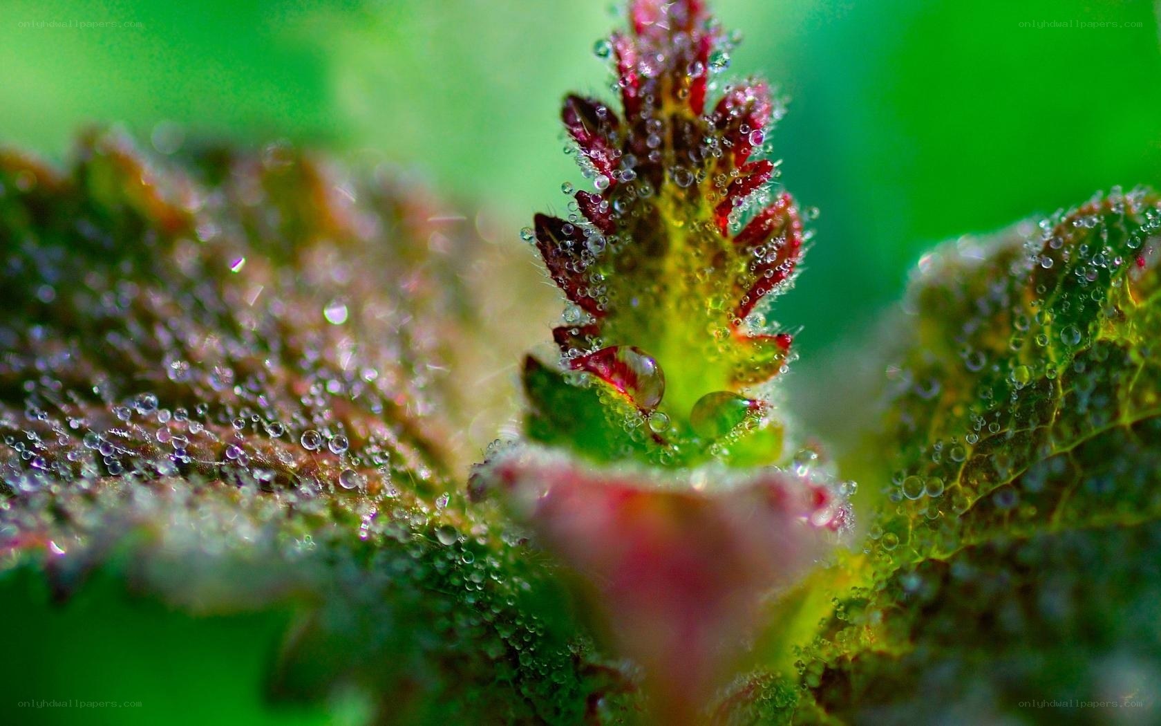 Dew drops on a plant