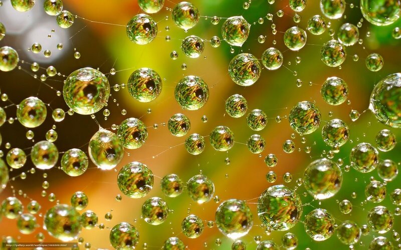 Dew drops on a spider web
