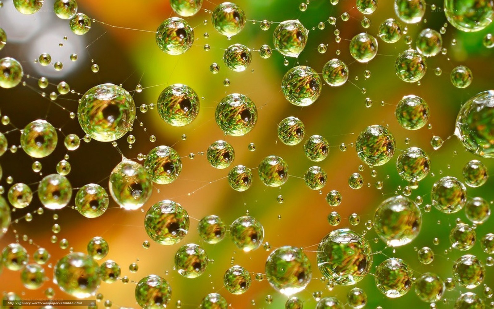 Dew drops on a spider web