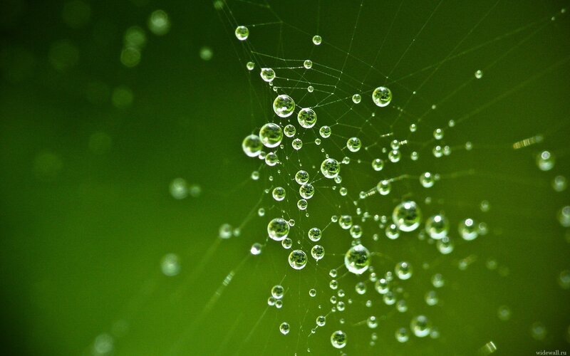 Dew drops on a spider web