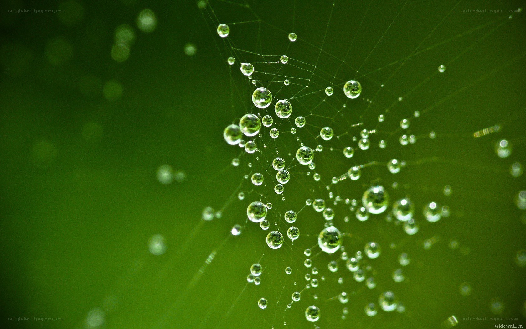Dew drops on a spider web