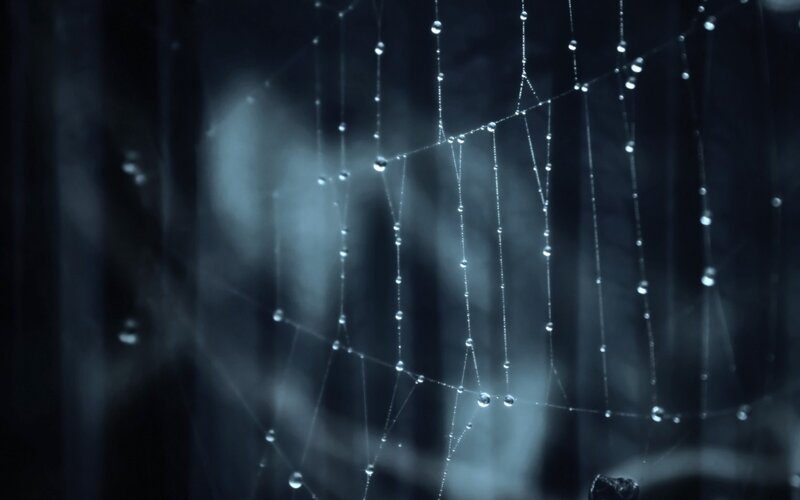 dew drops on a spider web